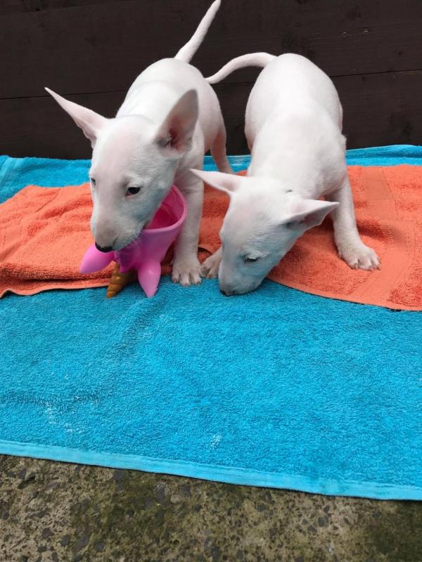 Bull Terrier Puppies For You Image eClassifieds4u