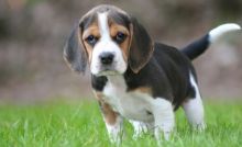 Beautiful Beagle Puppies Available for Adoption Text (267) 409-6931.:templetonlesly10@gmail.com Image eClassifieds4u 1