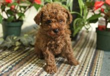 Lovely Toy Poodle Puppies Available for Adoption Text (267) 409-6931.:templetonlesly10@gmail.com Image eClassifieds4U