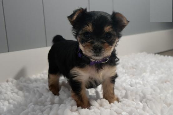 Morkie Image eClassifieds4u