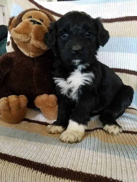 Portuguese Water Dog Puppies For You Image eClassifieds4u