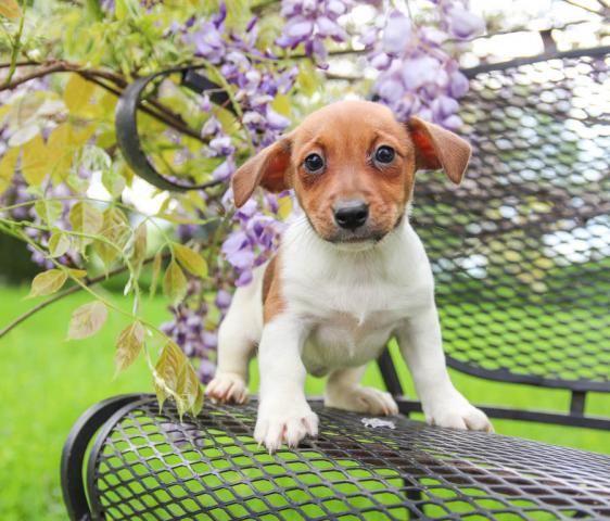 Quality Jack Russell Puppies Available for Adoption Text (267) 409-6931.:templetonlesly10@gmail.com Image eClassifieds4u