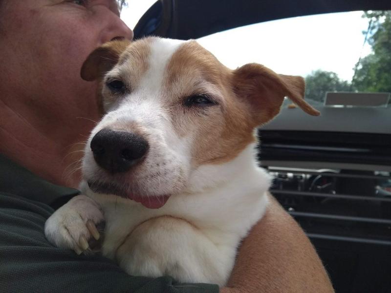 Quality Jack Russell Puppies Available for Adoption Text (267) 409-6931.:templetonlesly10@gmail.com Image eClassifieds4u