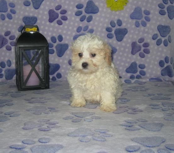 Shih-Poo Puppies For You Image eClassifieds4u