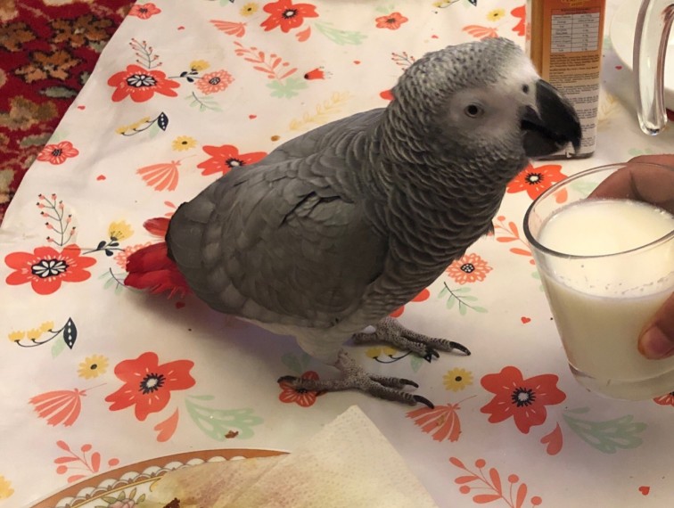 A Pair of Talking African Grey Parrots. Image eClassifieds4u