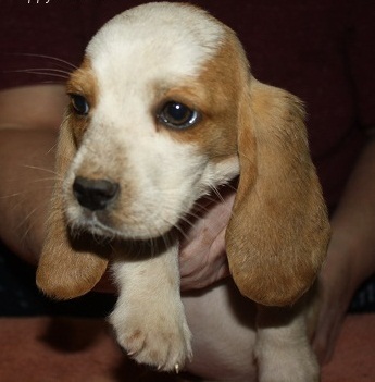 Beautiful Basset Hound puppies for sale. Image eClassifieds4u