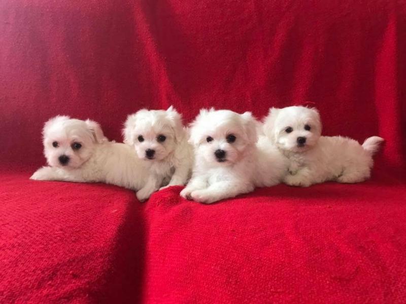 We have a litter of 5 gorgoues pure Maltese puppies Image eClassifieds4u