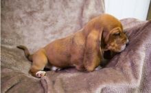 Beautiful Basset Hound puppies for sale.