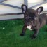 ### French Bulldog Puppies###