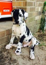 Adorable Great Dane Puppies Available