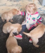 Golden Retriever puppies, cKC registered, males and females.(430)201-0537