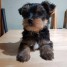 teacup Yorkie puppies for sale
