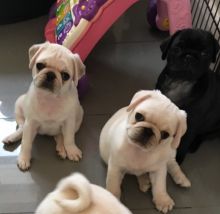 We have litter of KC Registered Pugs for sale.