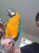 We have well tamed Hyacinth Macaws for sale