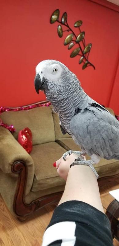 African Grey Parrots is highly sought after by enthusiasts for its ability to learn to talk Image eClassifieds4u