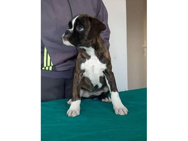 Boxer puppies Image eClassifieds4u