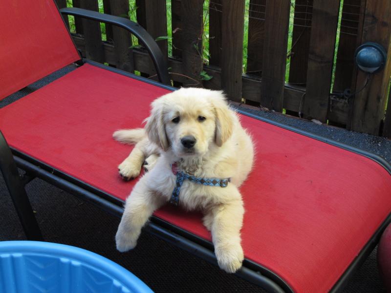 Healthy Golden Retriever puppies available. Image eClassifieds4u