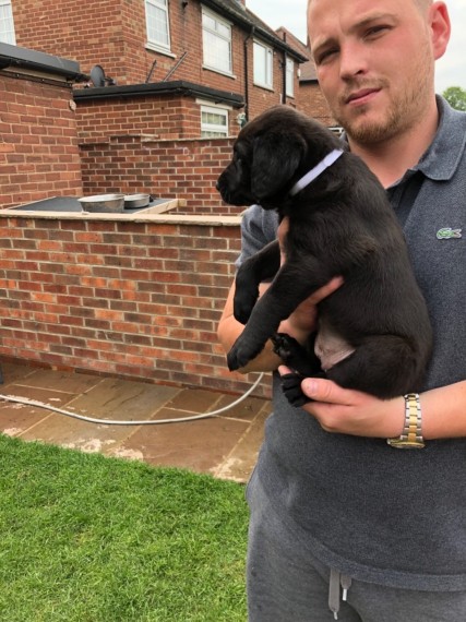 Labrador Retriever puppies Image eClassifieds4u