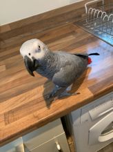A Pair of Talking African Grey Parrots. Image eClassifieds4u 2