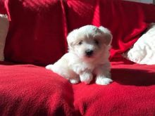 We have a litter of 5 gorgoues pure Maltese puppies Image eClassifieds4u 2