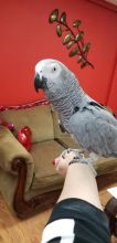 African Grey Parrots is highly sought after by enthusiasts for its ability to learn to talk Image eClassifieds4U