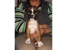 Boxer puppies Image eClassifieds4u 2