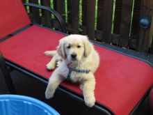 Healthy Golden Retriever puppies available. Image eClassifieds4U