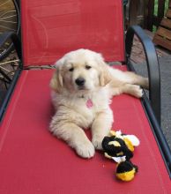 Healthy Golden Retriever puppies available. Image eClassifieds4U