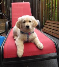 Healthy Golden Retriever puppies available. Image eClassifieds4U