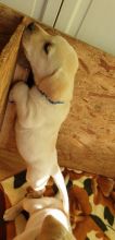 Labrador Retriever puppies Image eClassifieds4u 2