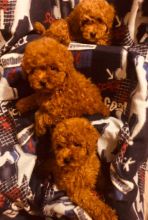 Toy poodle puppies Image eClassifieds4u 1