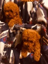 Toy poodle puppies Image eClassifieds4u 2