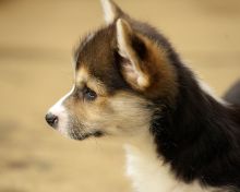 Cute Pembroke Welsh Corgi Puppy For Adoption