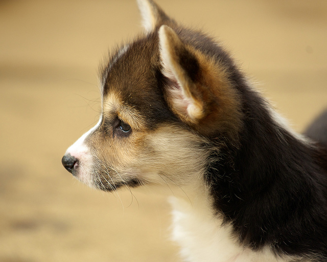 Cute Pembroke Welsh Corgi Puppy For Adoption Image eClassifieds4u