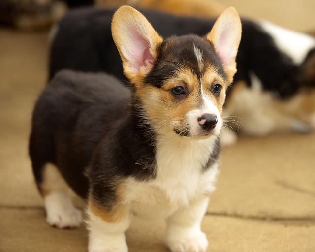 Cute Pembroke Welsh Corgi Puppy For Adoption Image eClassifieds4u