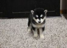 Alaskan Malamute Puppies for adoption. Call or text us @(574) 216-3805
