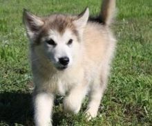 Alaskan Malamute Puppies for adoption. Call or text us @(574) 216-3805