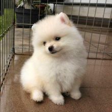 Charming Pomeranian puppies for adoption. Call or text us @(574) 216-3805