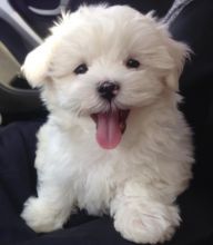 Cute Male and Female Maltese Puppies. Call or text us @(574)216-3805
