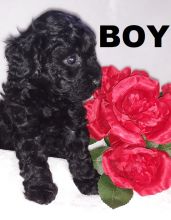 Family Raised Toy Poodle Puppies