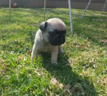 Pug Puppies for adoption. Call or text us @ (574) 216-3805