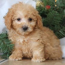 Toy Poodle puppies ready to go to their new home. Call or text us @ (574) 216-3805