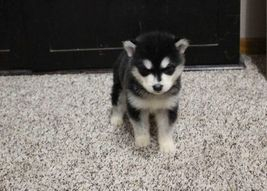 Alaskan Malamute Puppies for adoption. Call or text us @(574) 216-3805 Image eClassifieds4u