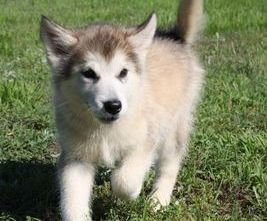 Alaskan Malamute Puppies for adoption. Call or text us @(574) 216-3805 Image eClassifieds4u