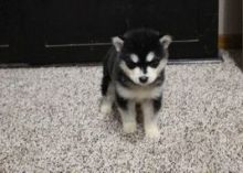 Alaskan Malamute Puppies for adoption. Call or text us @(574) 216-3805 Image eClassifieds4U