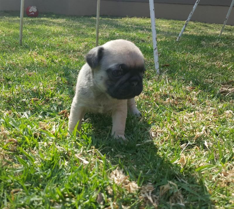Pug Puppies for adoption. Call or text us @ (574) 216-3805 Image eClassifieds4u