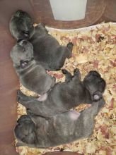 Adorable French bulldog puppies for adoption