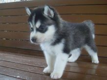 Home raise male and female Husky puppie (430)201-0537