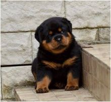 Home raised Rottweiler puppies for adoption (430)201-0537