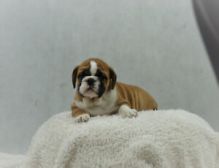 playful English bulldog puppy for adoption